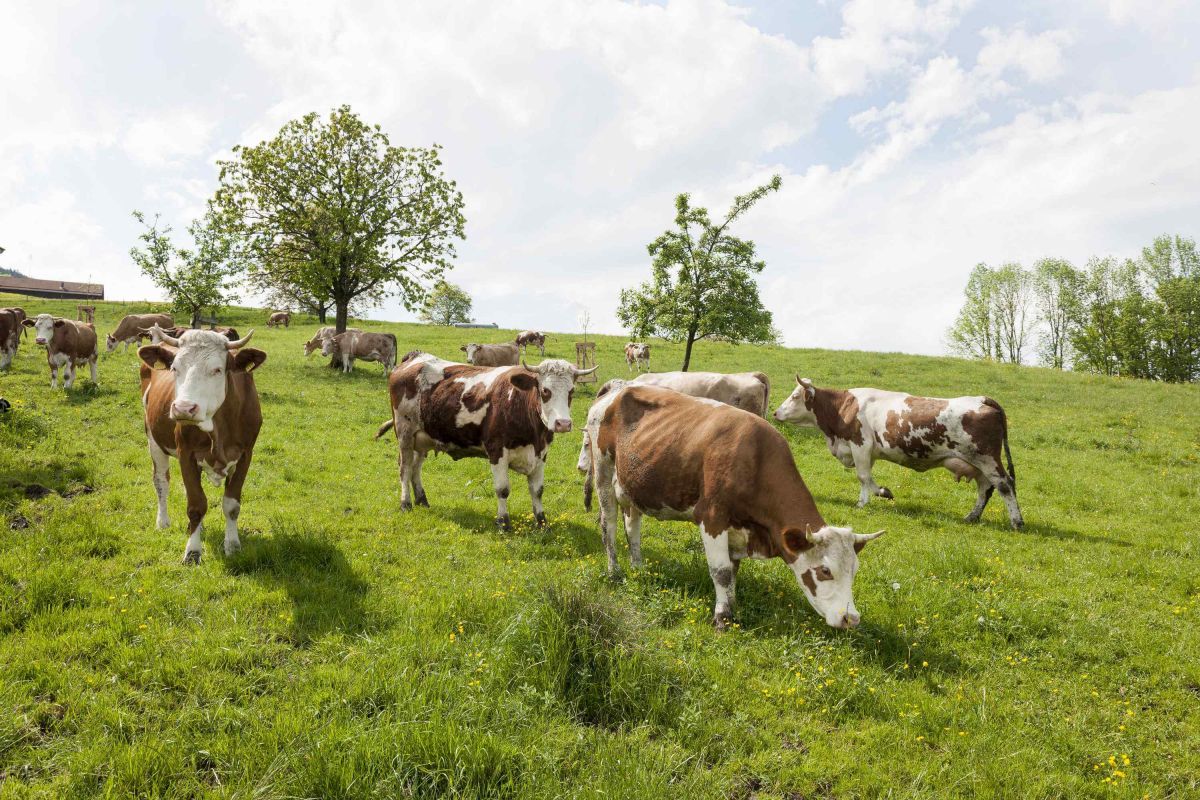 Flyer Prospekte Broschüren